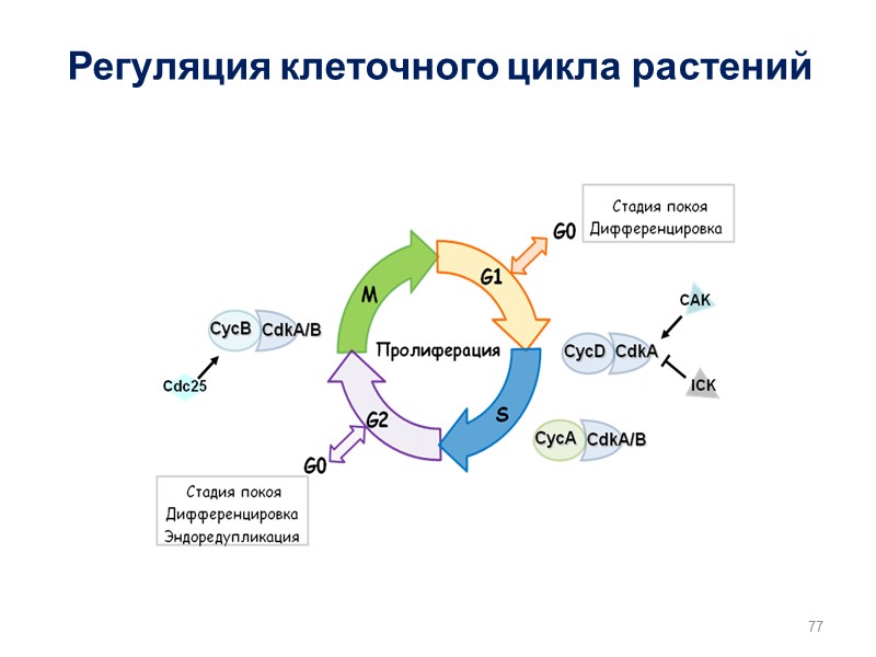 77 Регуляция клеточного цикла растений